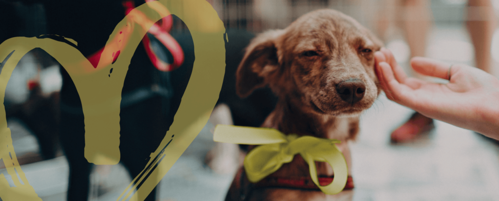 image of a dog being pet gently